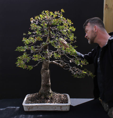cherry bonsai